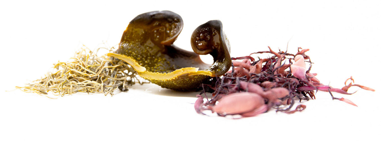 Kazumi Seaweed Powered ingredients: Reishi of the Sea, Purple Slug Seaweed, and Ha No Katto Mekabu photographed on a white background