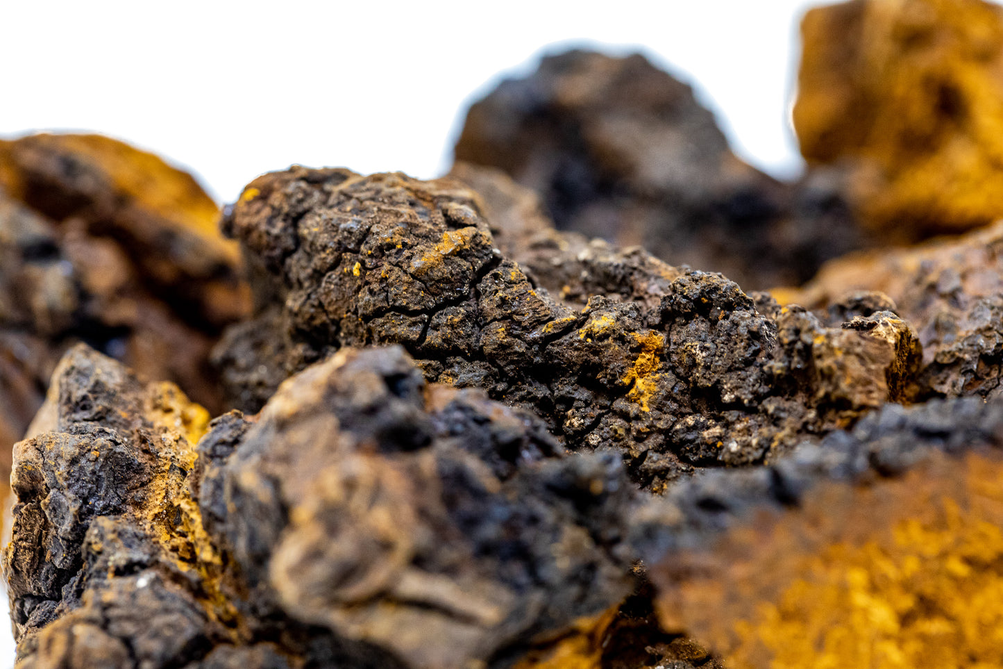 Chaga close up