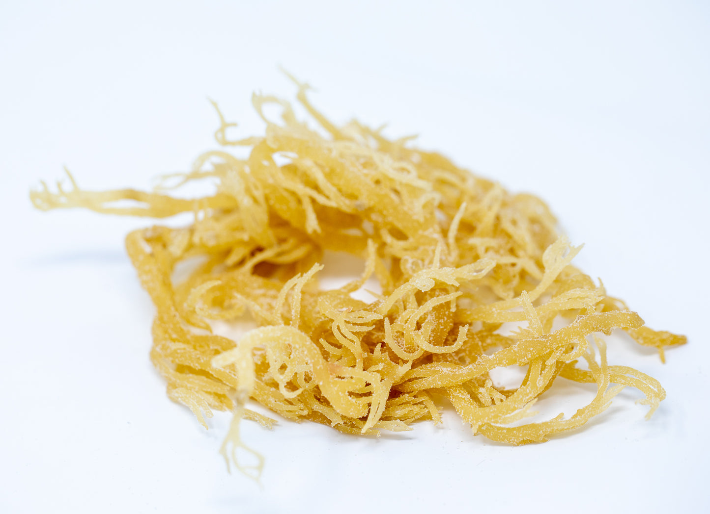 Pictured is Shen Blossom's young hydrated Coral Seaweed
