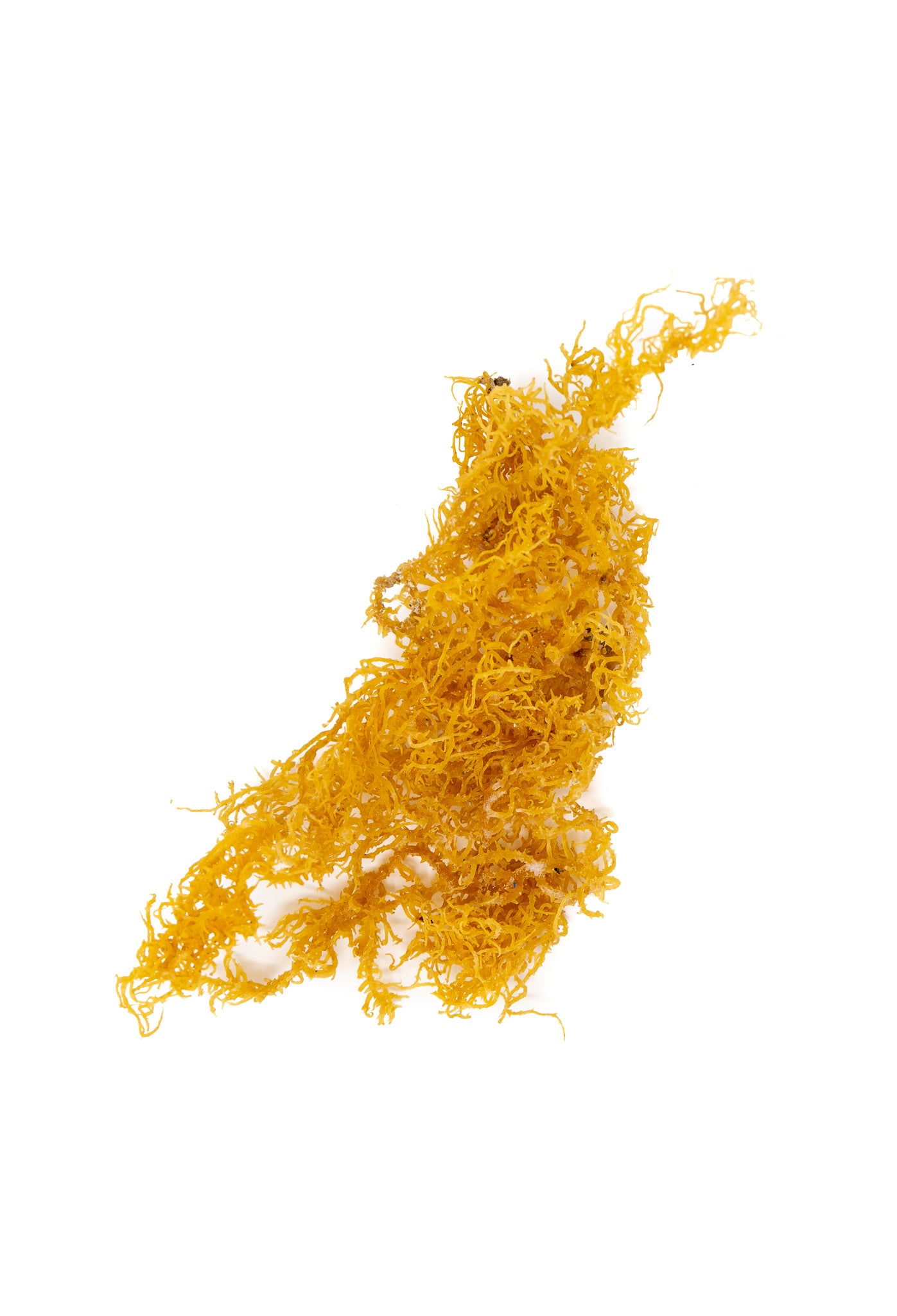 This is an example of Shen Blossom's aged and dried Coral Seaweed