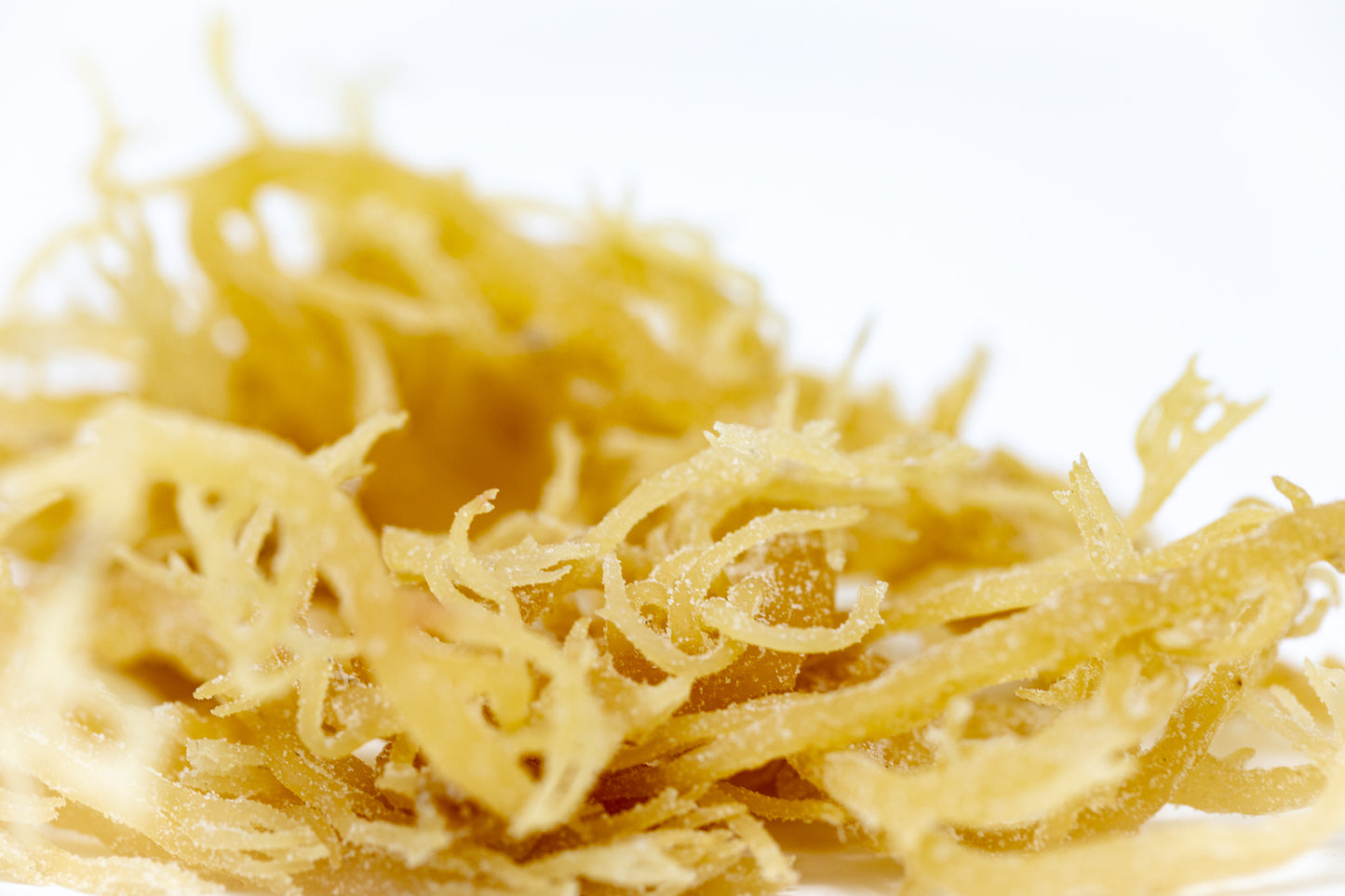 A up close photograph of Shen Blossom's young hydrated Coral Seaweed