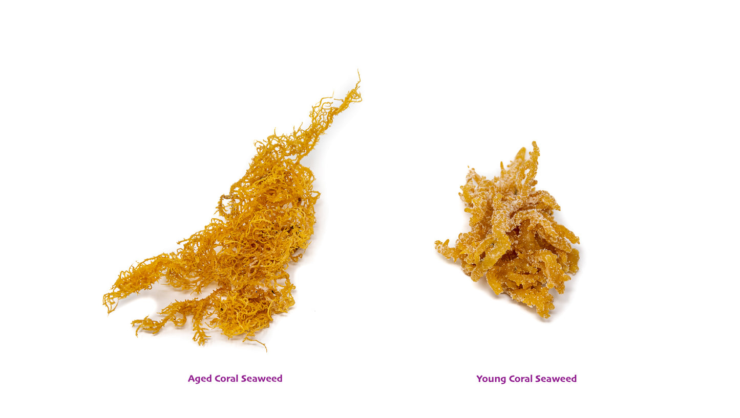 This image shows how Shen Blossom's Aged Coral Seaweed (left) looks compared to their Young Coral Seaweed (right)