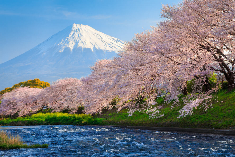 Mt Fugji in the spring