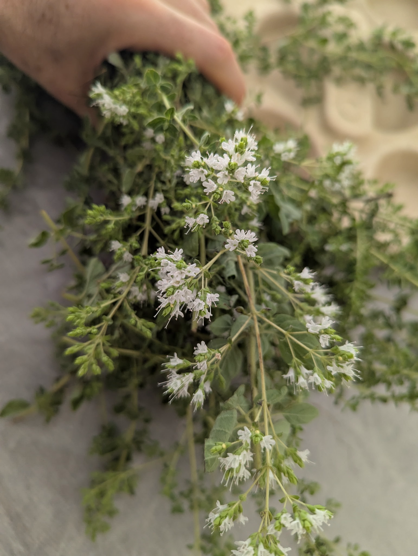 
                  
                    Bouquet wild oregano with white flowers held by a hand on a neutral background
                  
                